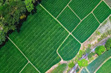 Agricultural Land